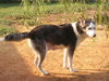 Nomi