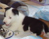 Pulce/Oisin
