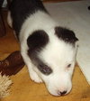 Pulce/Oisin