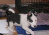 Pulce/Oisin