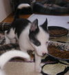 Pulce/Oisin