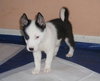 Pulce/Oisin
