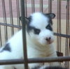 Pulga/Kaia