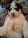 Bolah/Oreo