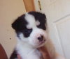 Bolah/Oreo