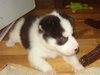 Bolah/Oreo