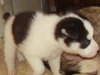 Bolah/Oreo