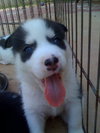 Bolah/Oreo