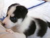 Bolah/Oreo