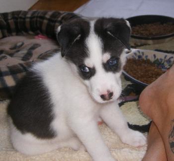 Bolah/Oreo