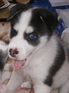 Bolah/Oreo
