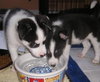 Bolah/Oreo