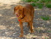Seamus