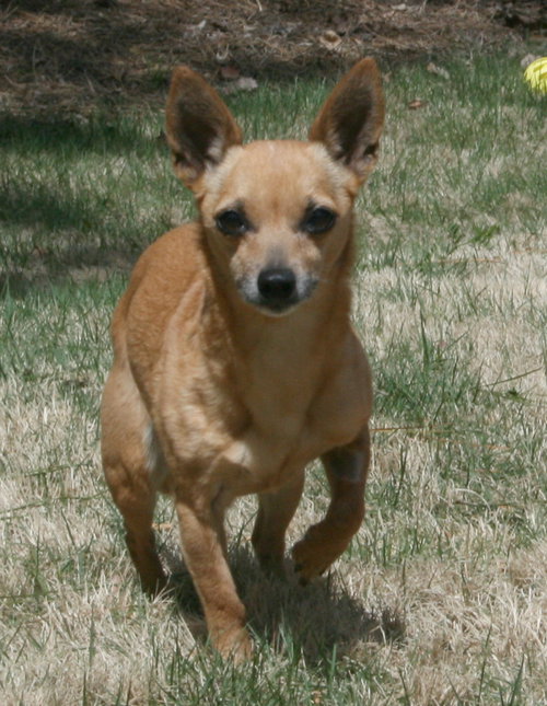Rosie - Courtesy