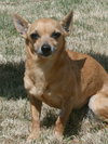 Rosie - Courtesy