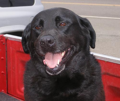 Dixie
