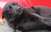 Dixie