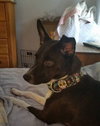 Poppy
