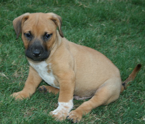 Barney