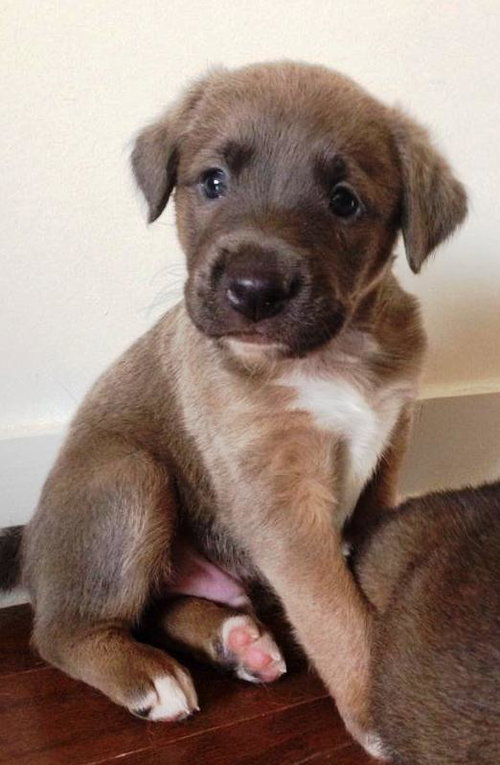 Sharky