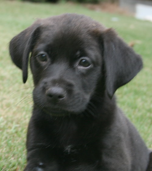 Charlee