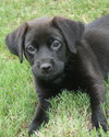 Charlee