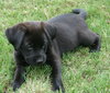 Charlee