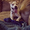 Gracie