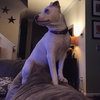 Gracie