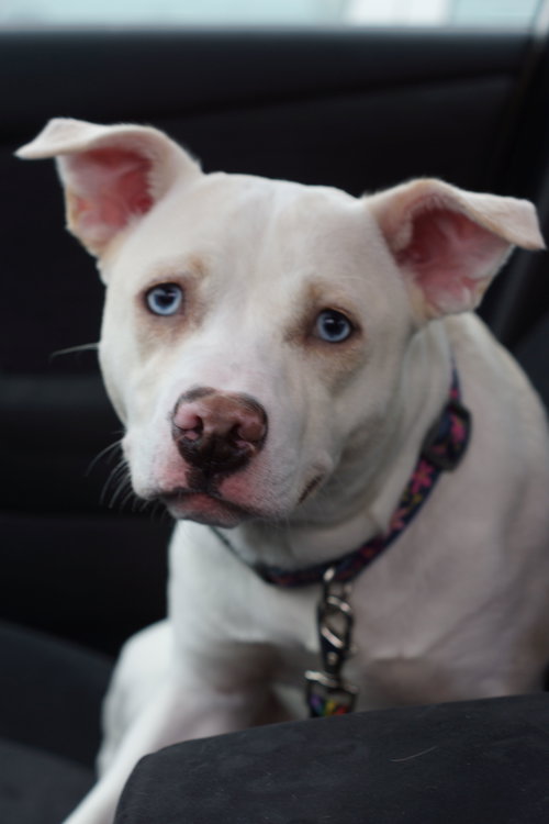 Gracie