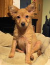 Scrappy