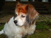 CeCe - Courtesy
