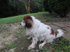 CeCe - Courtesy