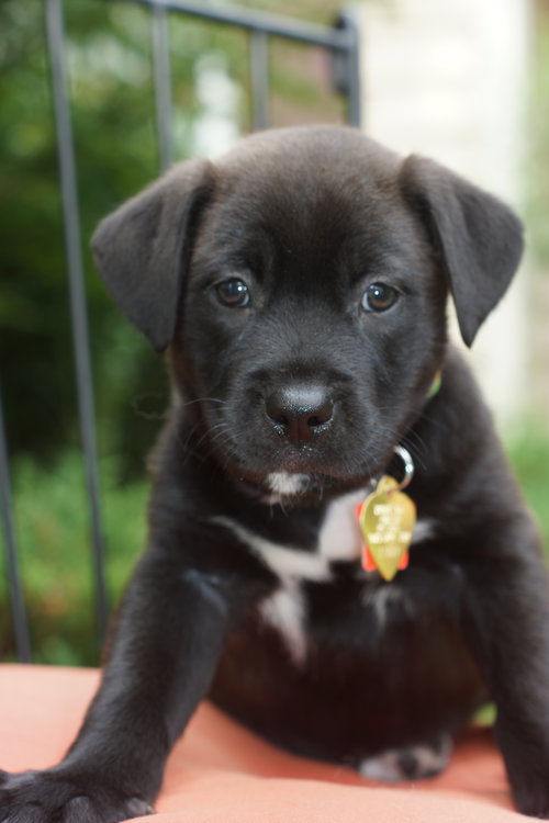 Mocha