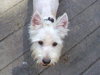 Otto