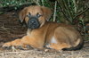 Kreacher