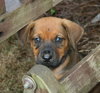 Newt