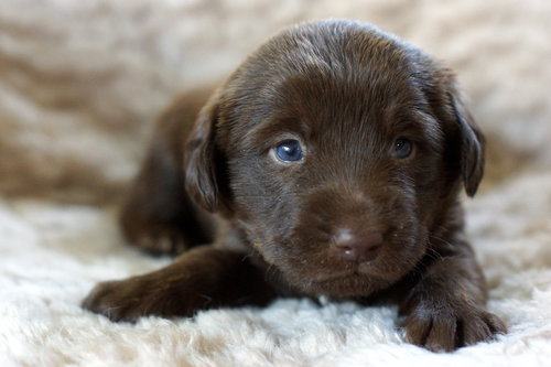 Hershey