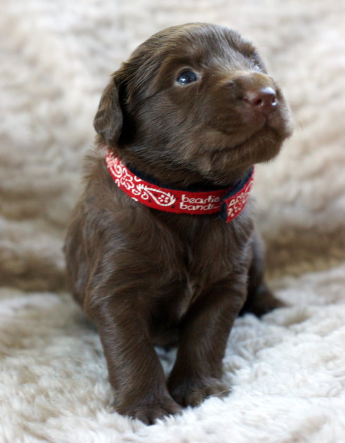 Lindt