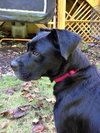 Lizzie - Courtesy