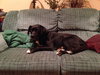 Lizzie - Courtesy