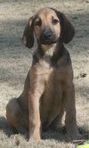 Cooper