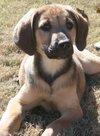 Cooper