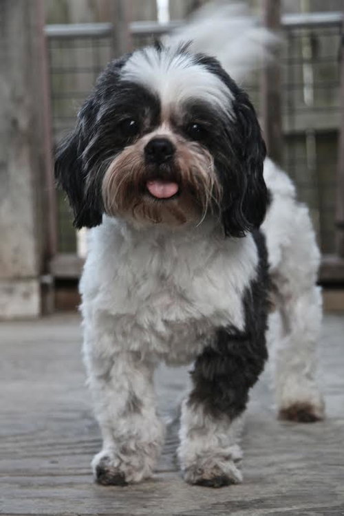 Pongo