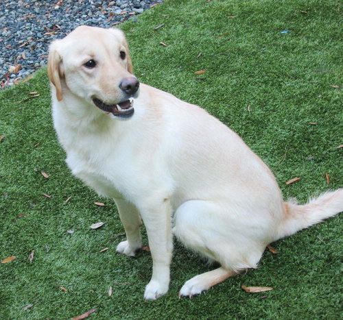 Annie - Courtesy