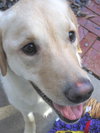 Annie - Courtesy