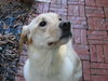 Annie - Courtesy