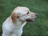 Annie - Courtesy