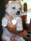 Trixie