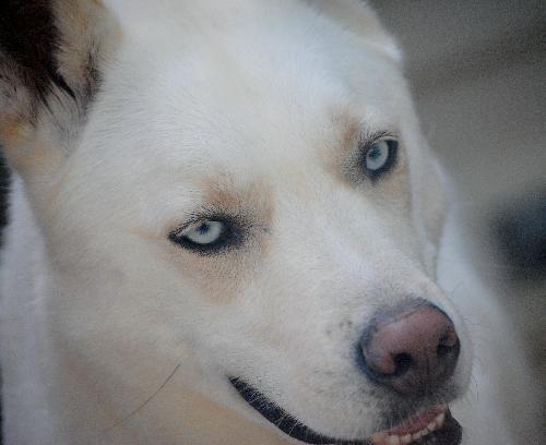 Cody